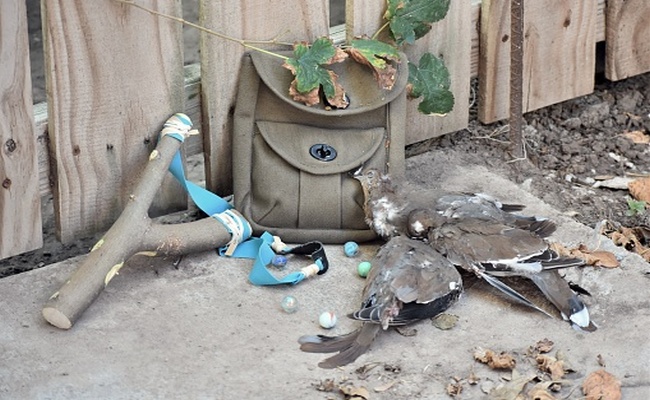 Sapand (roqatka) ilə vurulan quşu yemək olarmı?