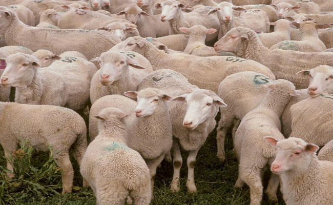 Müsəlmanlar üçün halal və haram heyvanlar